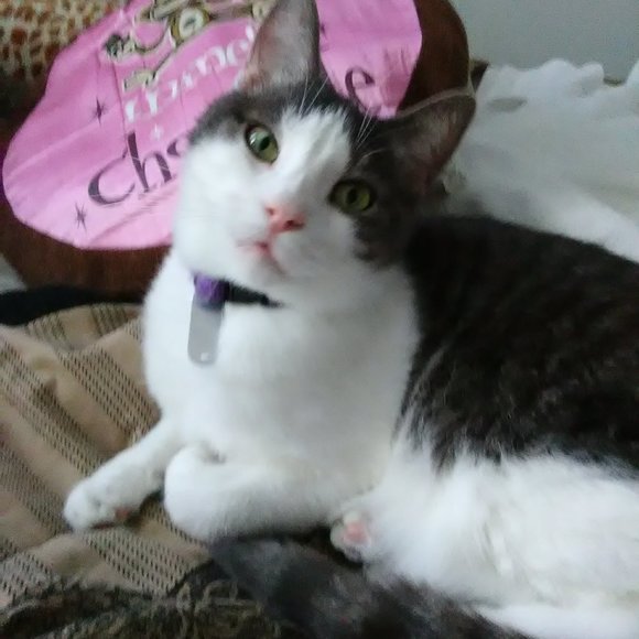 Meet your Posher, Lisa - Picture 11 of 16